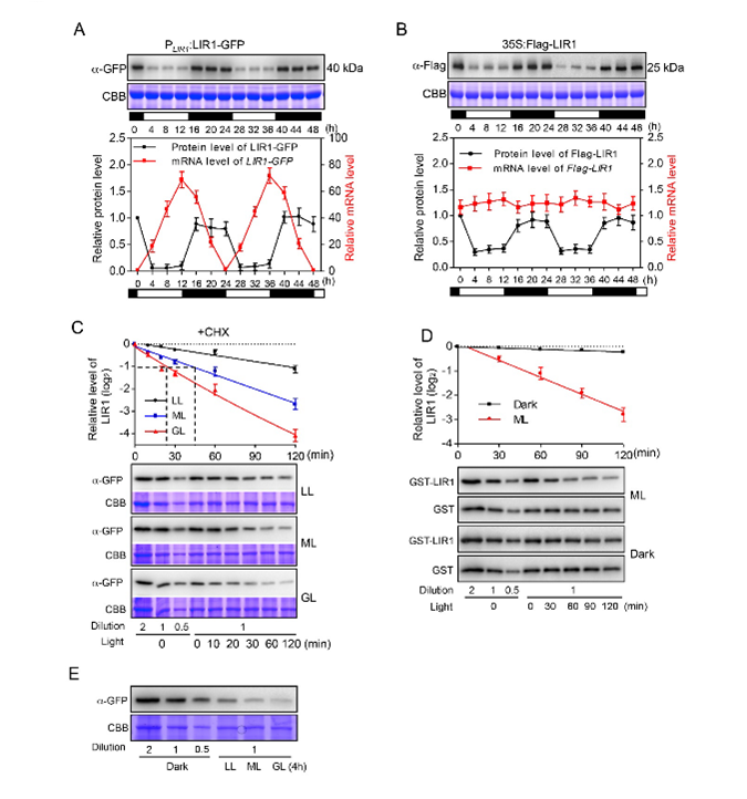 图2 光促进OsLIR1蛋白的降解.png